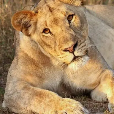 Profile image of 베리