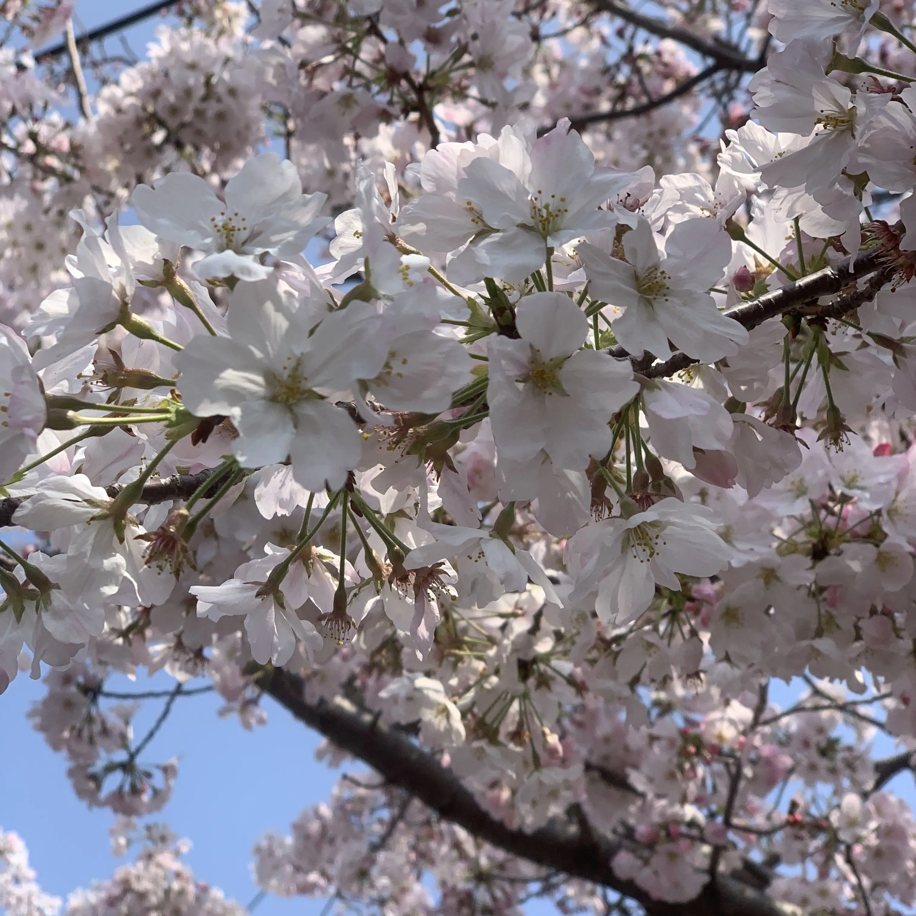 FlakyCap0284의 とりあえず白と仲良くしてやってくれ