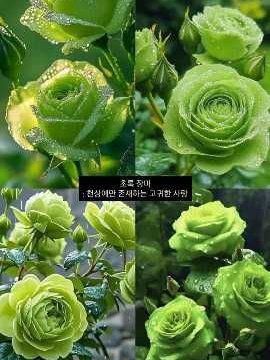 세이지 대표 이미지