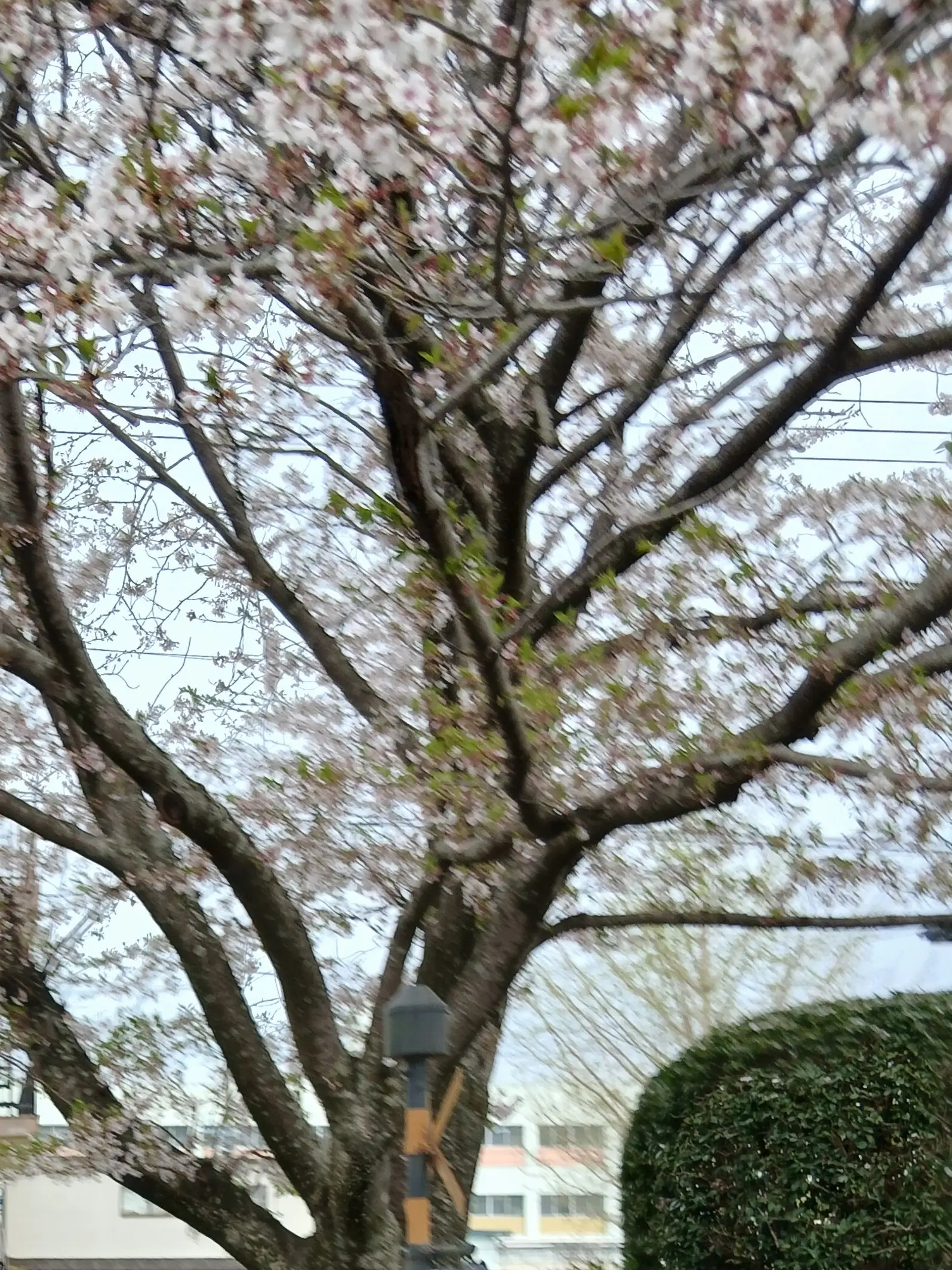 Kaiya358의 テレビ×ミセス