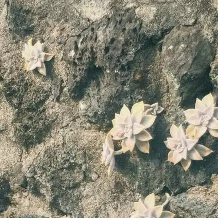 MereFlake5063의 백지헌