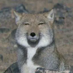 Profile image of 늑대