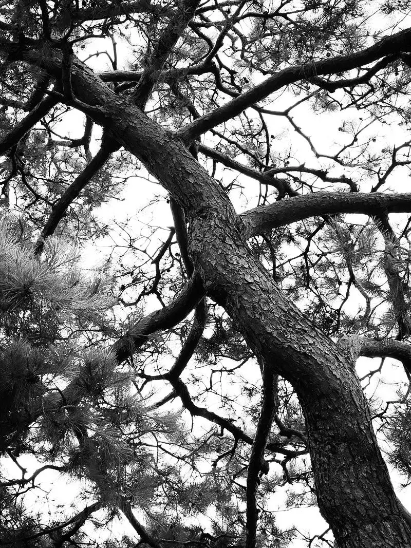 cherish.10의 국왕 중 단명한 한 왕의 이야기