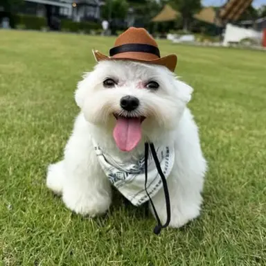 Profile image of 우왕짱쓰개