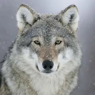Profile image of 늑대