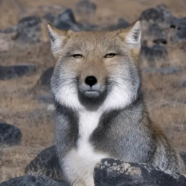 Profile image of 늑대