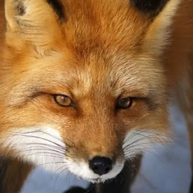 Profile image of 여우