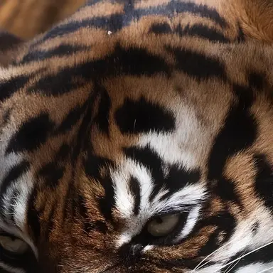 Profile image of 도은호