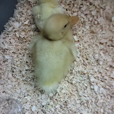 Profile image of 꼬마뜰팁거지들