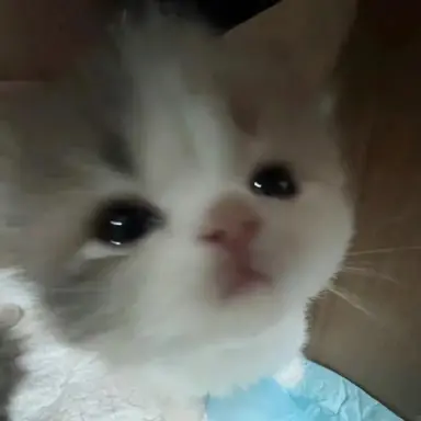 Profile image of 총총이