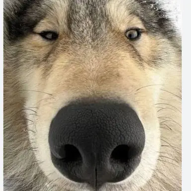 Profile image of 늑대