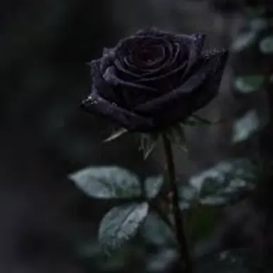 Profile image of 파르토레