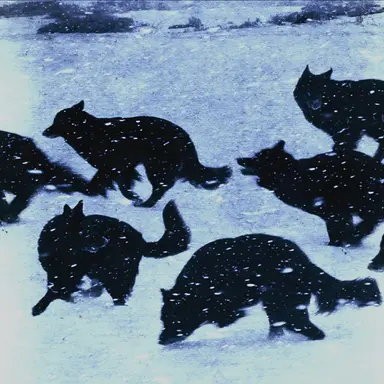 Profile image of The Wolf Pack
