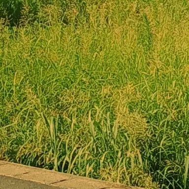 Profile image of 하시비라 이노스케