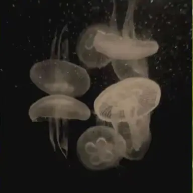 Profile image of ゆな