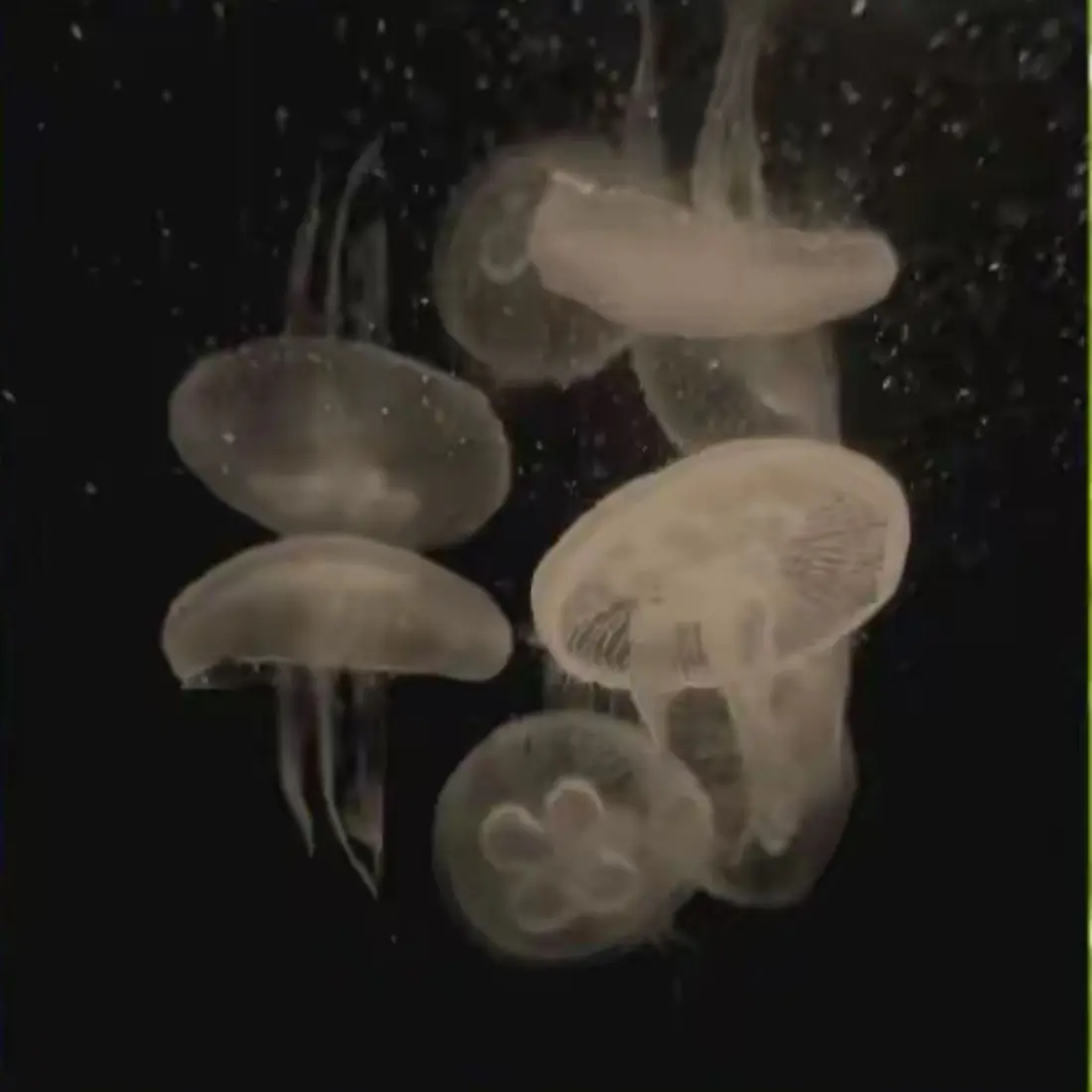 tukino_15의 使うな絶対に使うな使ったら通報します