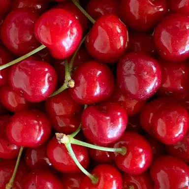 Profile image of 코요 템페스트