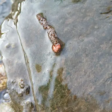 Profile image of 흑사병