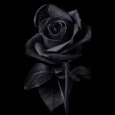 Profile image of 김왼팔
