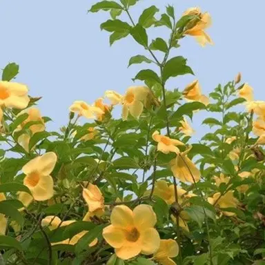 Profile image of 두밥