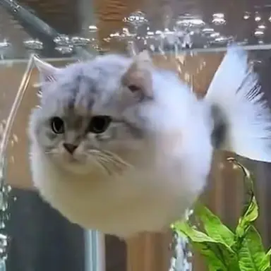 Profile image of 물냥이