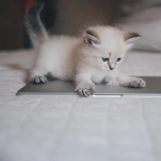 Ryuyi의 아기고양이들