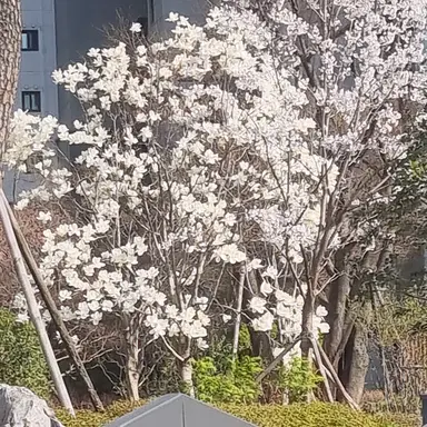 Profile image of G조직