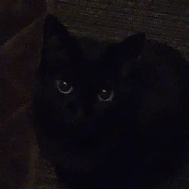 Profile image of みりん