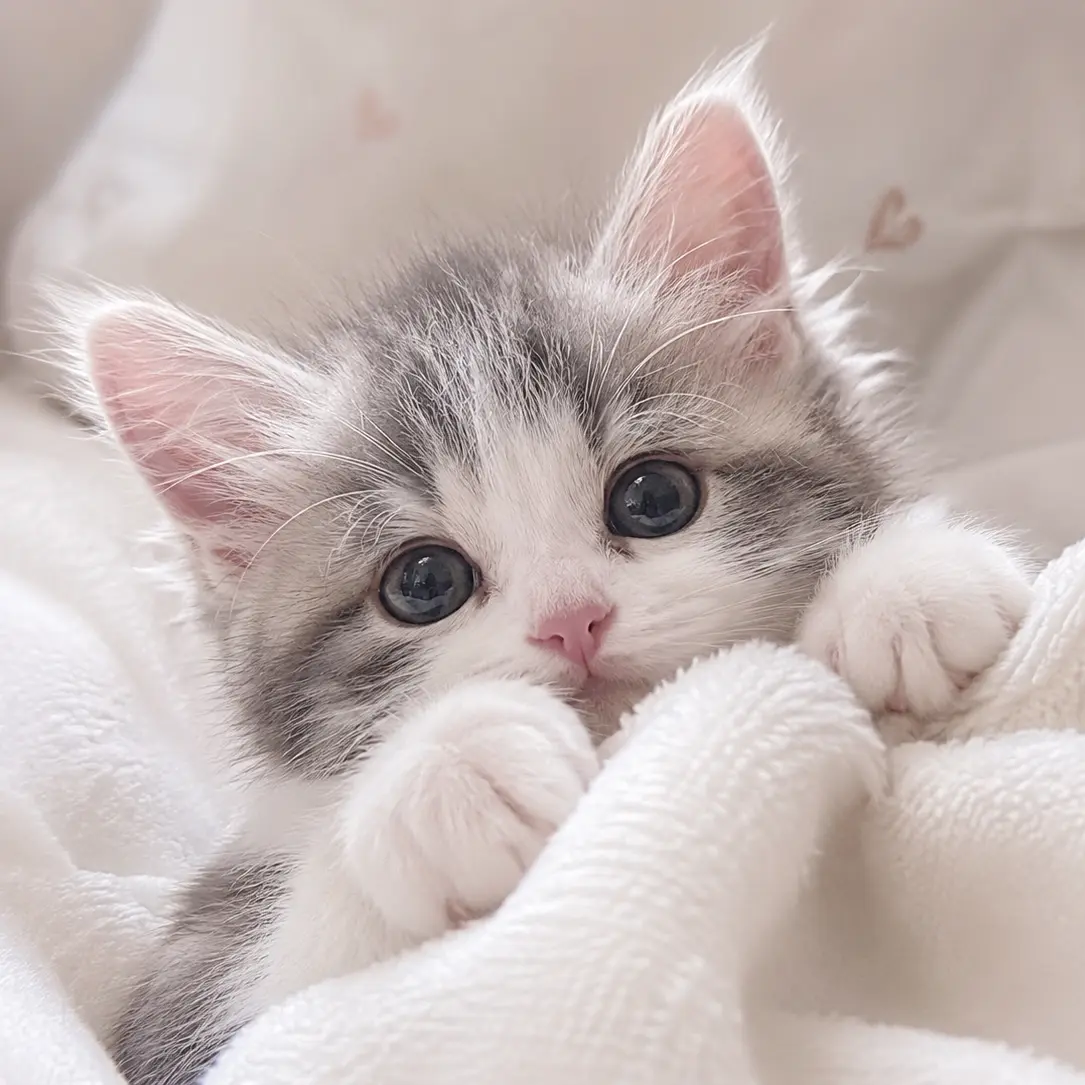4202의 Make Kitty the Happiest