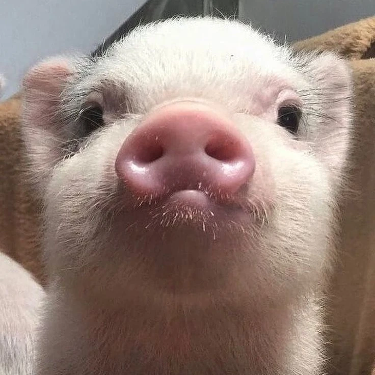 꿀유리