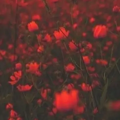 Profile image of 루요