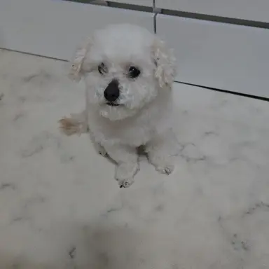 Profile image of 멍뭉이