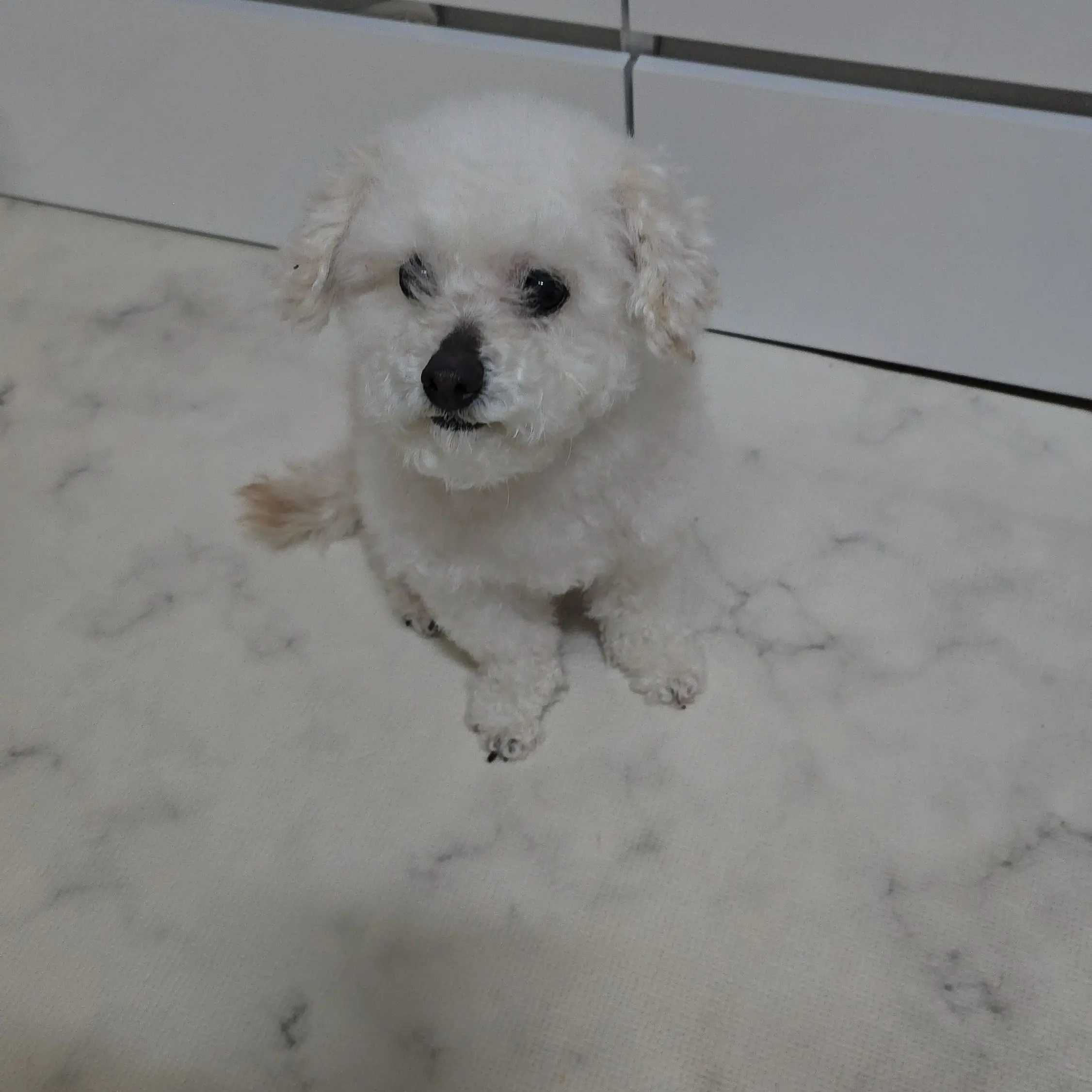 HWIQDJUb의 말하는 강아지와 이야기를 해보세요!