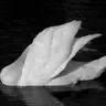 Profile image of S