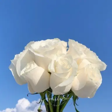 Profile image of 선생님