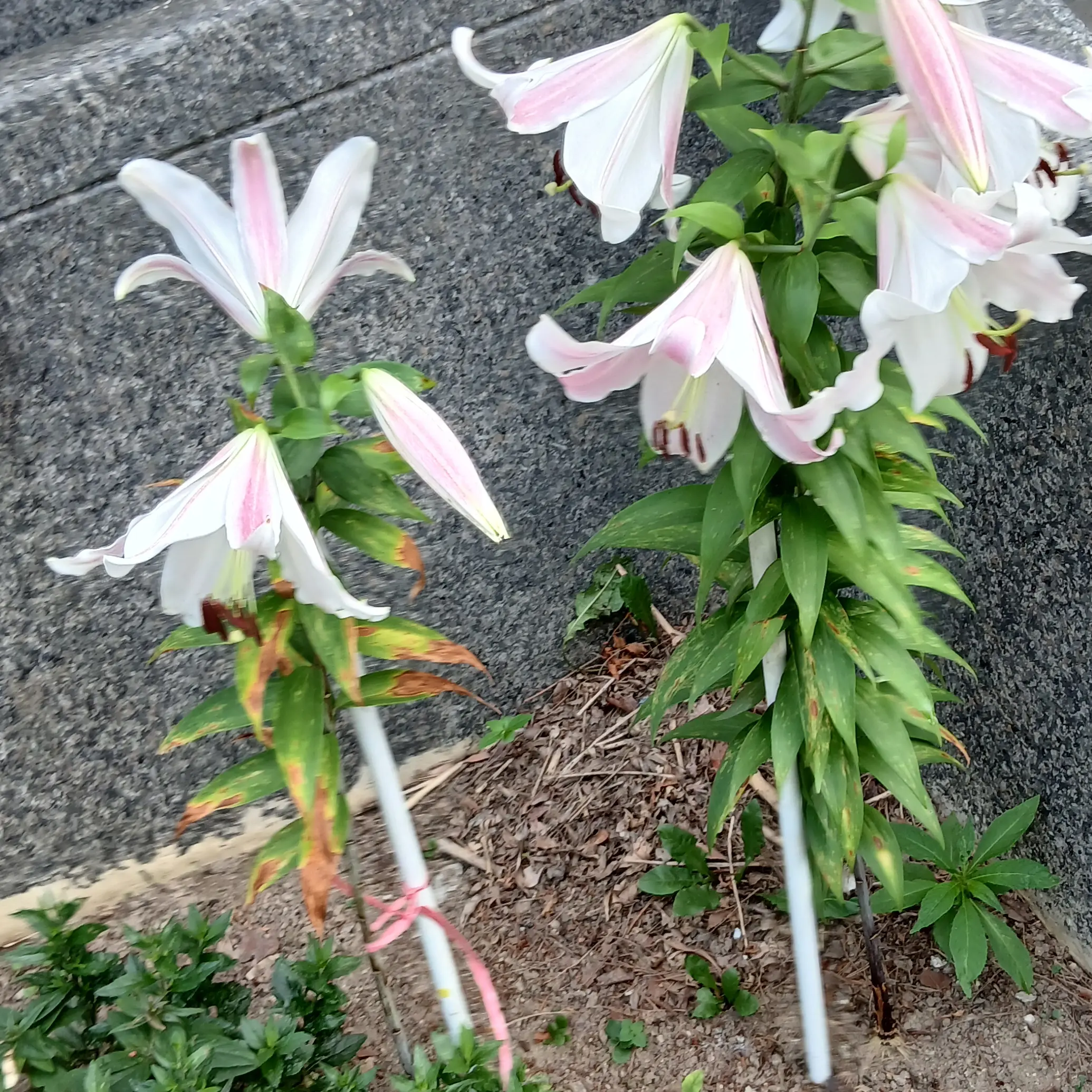 cute06665의 장염에걸린 미겜즈멤버(그사람은평학.)