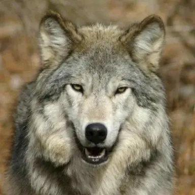 Profile image of 늑대