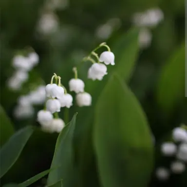 Profile image of 先輩