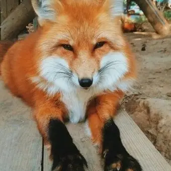 Profile image of 여우