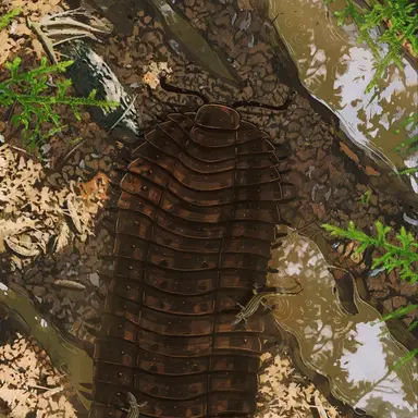 Profile image of Arthropleura