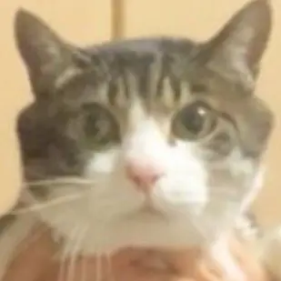 Profile image of 賢也