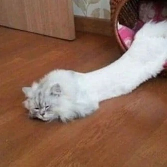 롱기스티저