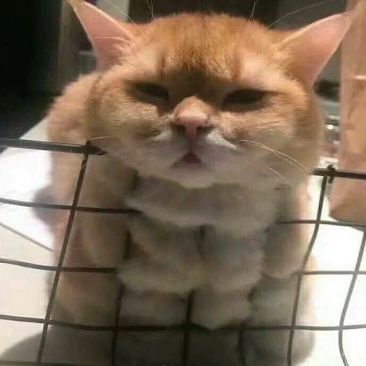 와플