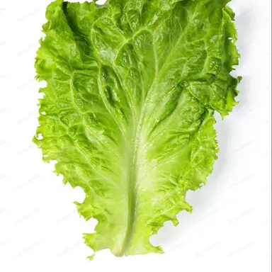 Profile image of 상추