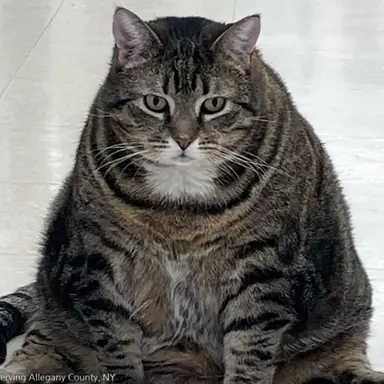 Profile image of 뚱냥이