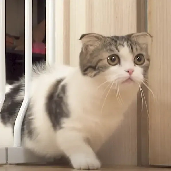 SimpleSkate6377의 버섯도리 고양이 이름: 송이 키우기