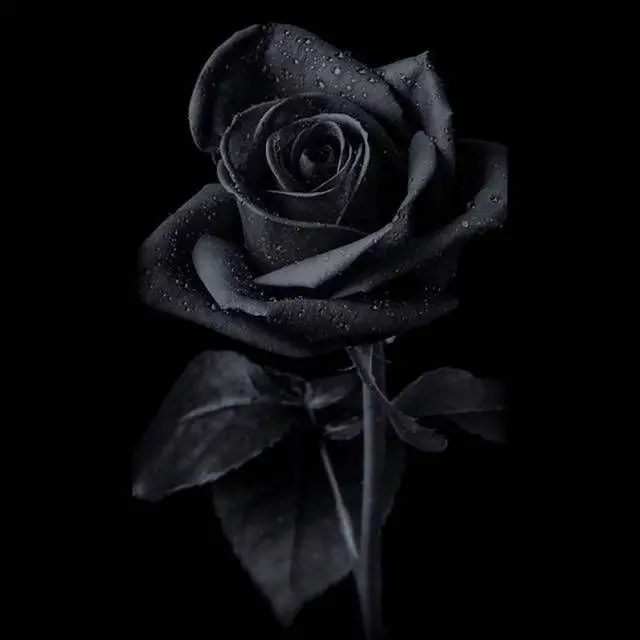 o1ne의 금단의 사랑