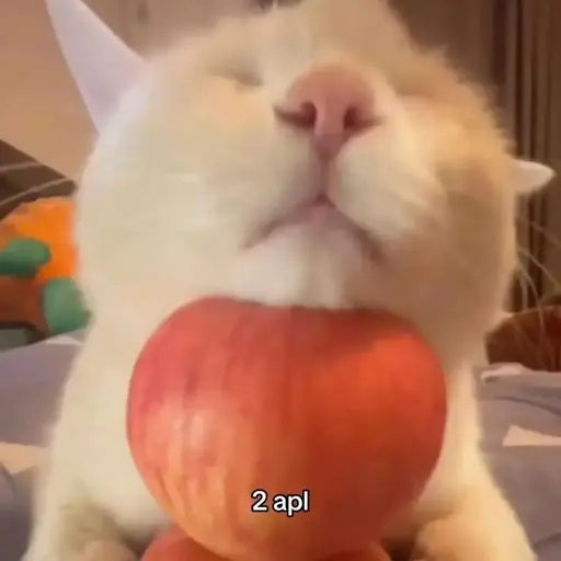 POTATOKUNBAKA의 팡게키