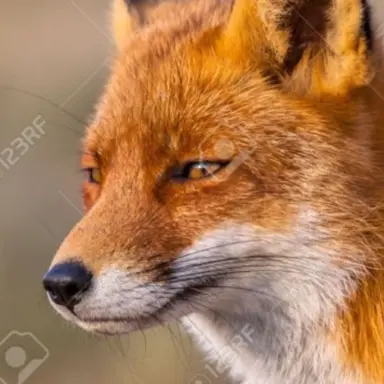 Profile image of 여우