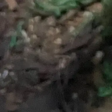 Profile image of Httyd group mystery rider